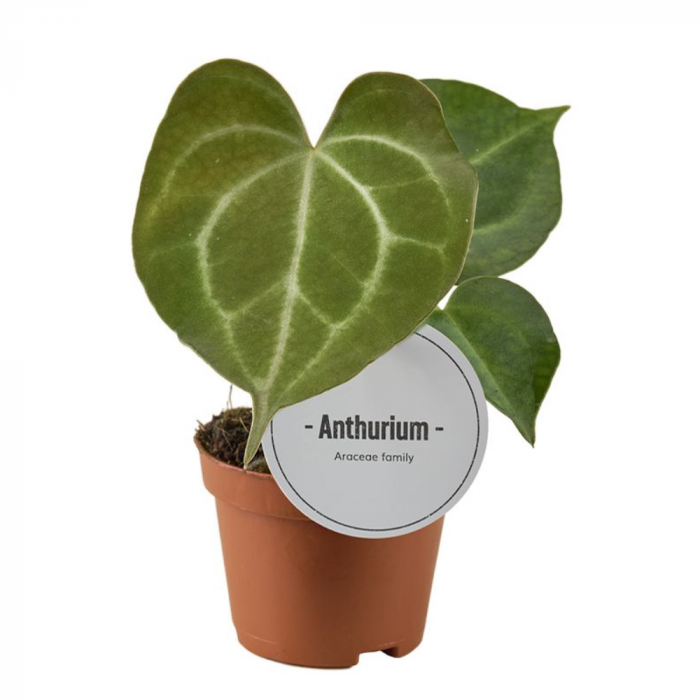 Anthurium clarinervium [1]