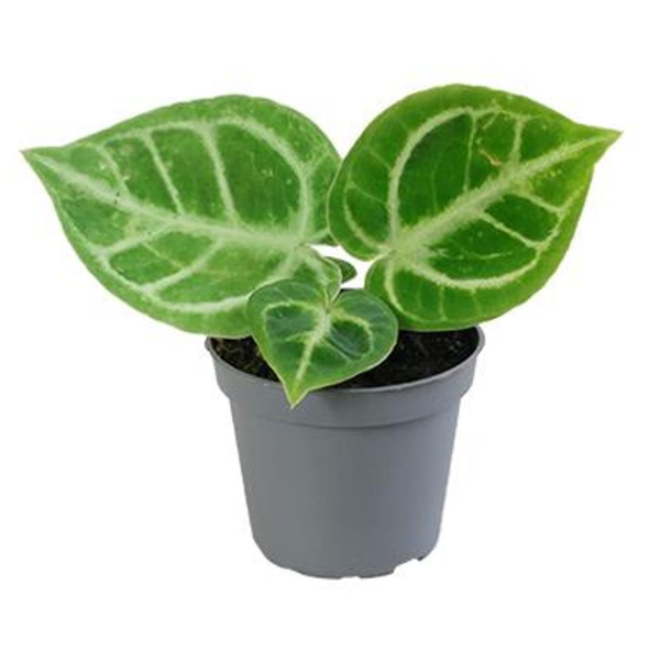 Anthurium crystallinum 'Dorayaki' [1]