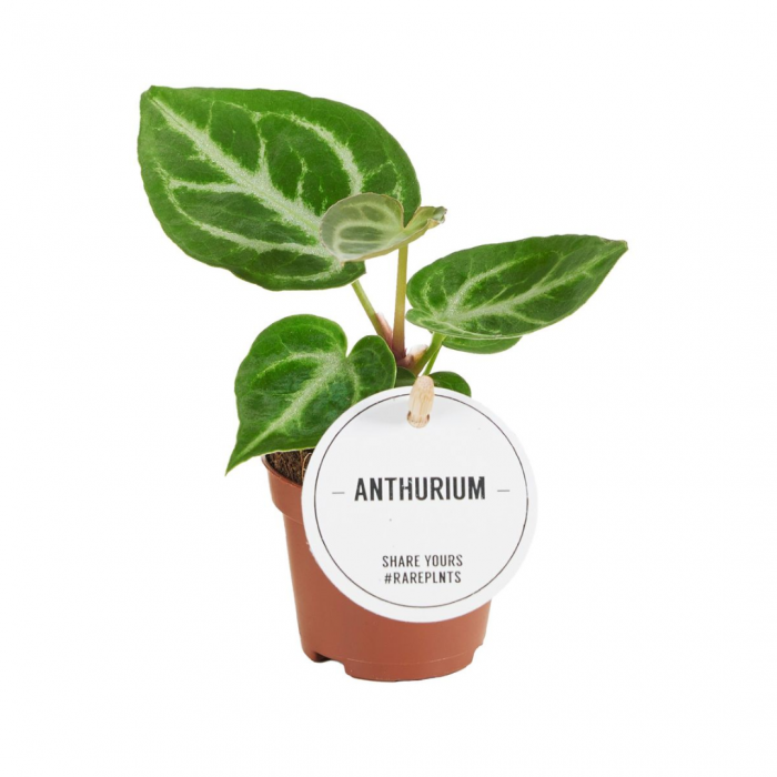 Anthurium crystallinum 'Silver Blush' [1]