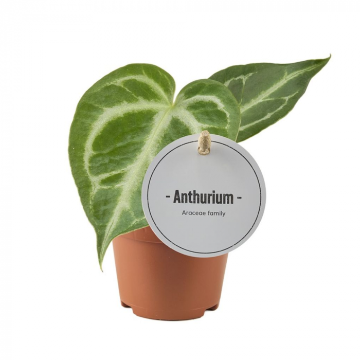 Anthurium crystallinum 'Silver Blush' [2]