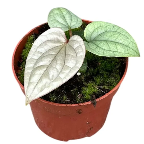 Anthurium luxurians [5]