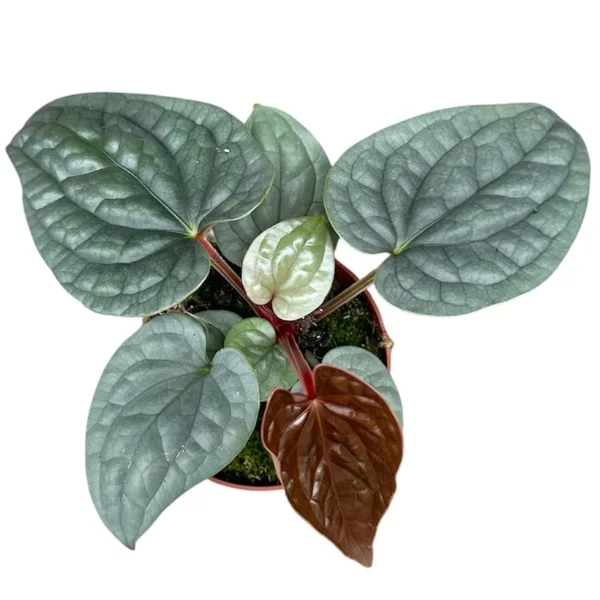 Anthurium luxurians [2]