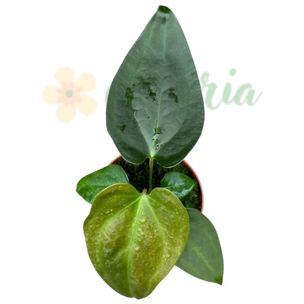 Anthurium sp. 'Napo' [2]