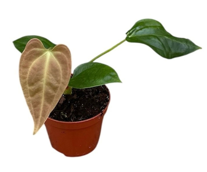Anthurium sp. 'Napo' [3]