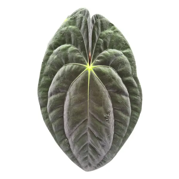Anthurium papillilaminum [3]