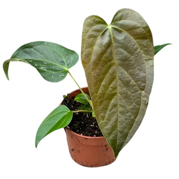 Anthurium Queen of Hearts [2]