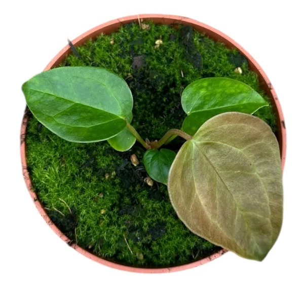 Anthurium Queen of Hearts [3]