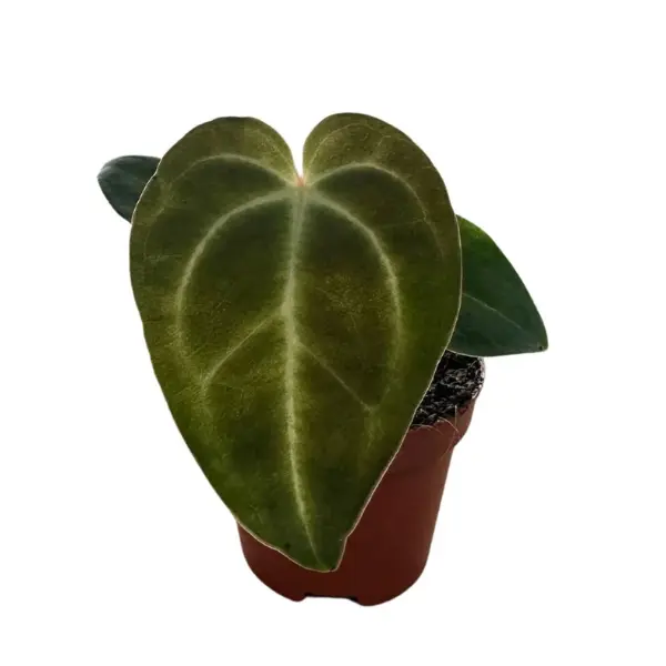 Anthurium regale [2]