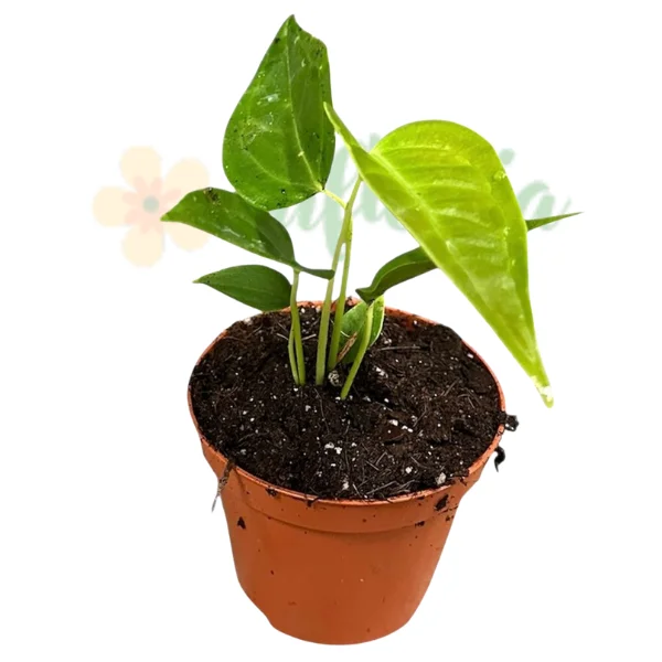 Anthurium veitchii 'Narrow Form' – The King Anthurium [2]