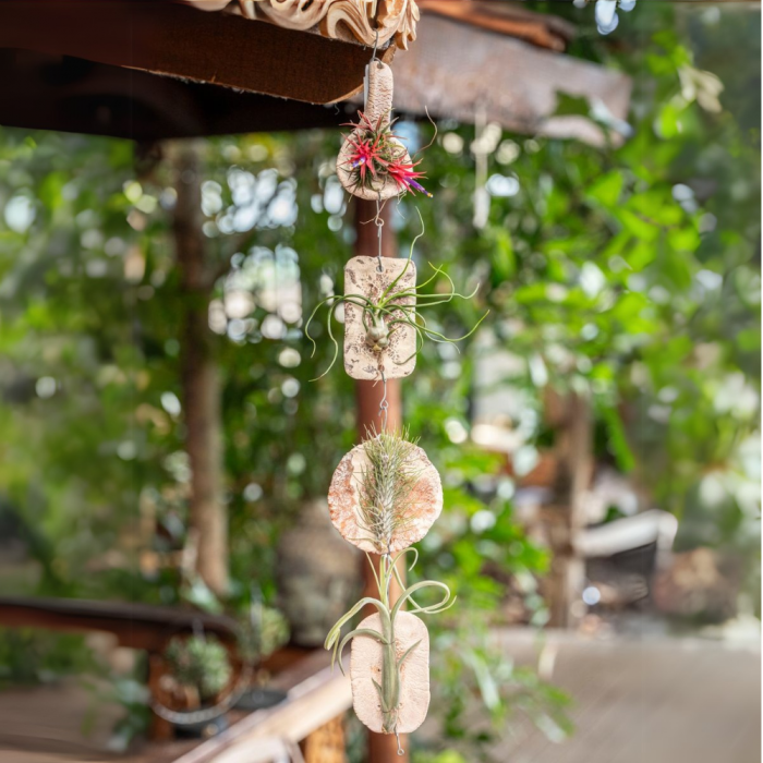 Aranjament cu tillandsia așezată pe pietre decorative – plantă aeriană. [3]