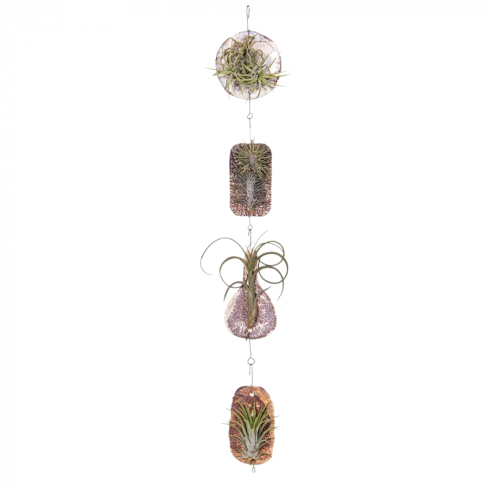 Aranjament cu tillandsia așezată pe pietre decorative – plantă aeriană. [2]