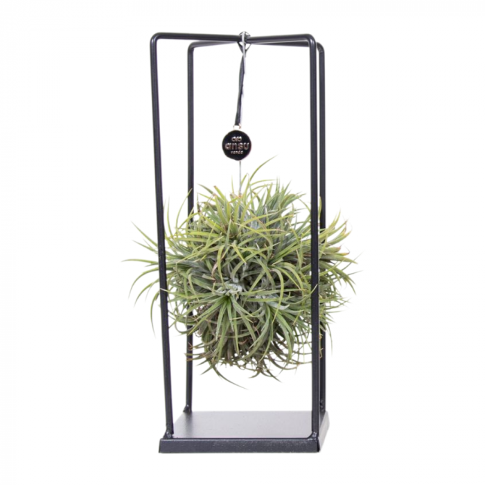 Aranjament Tillandsia cu cadru metalic [2]