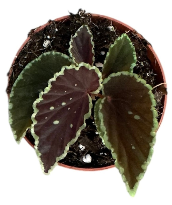 Begonia darthvaderiana 'Green Spots' — plantă rară cu frunze negre-verzui și puncte verzi [2]