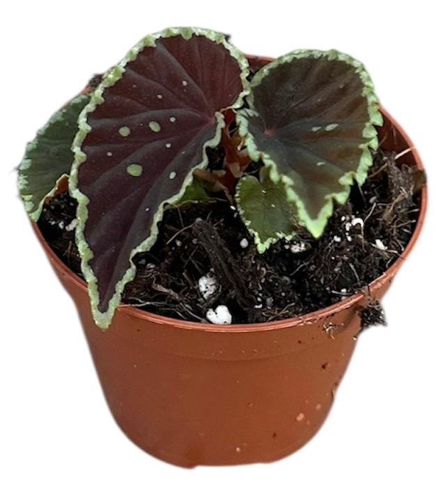 Begonia darthvaderiana 'Green Spots' — plantă rară cu frunze negre-verzui și puncte verzi [3]