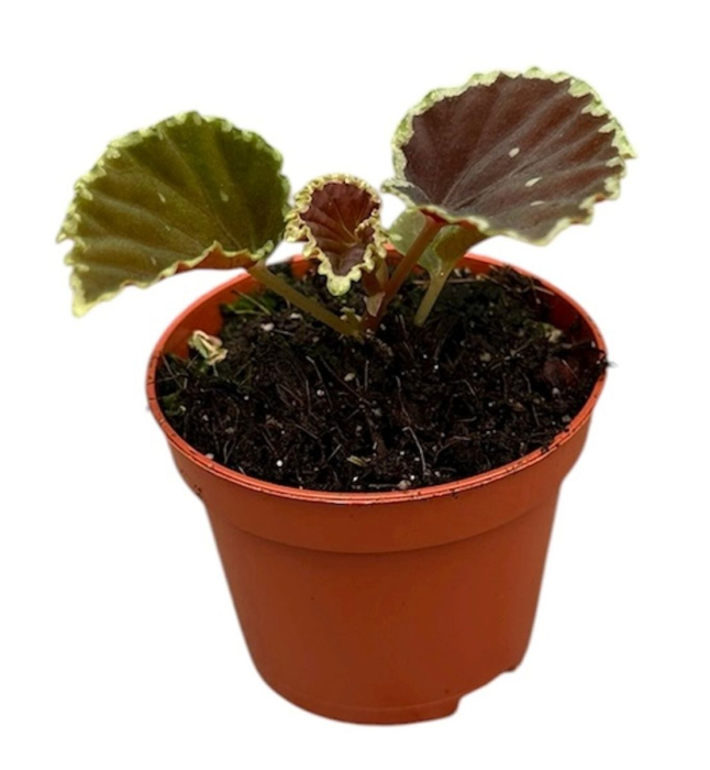 Begonia darthvaderiana 'Green Spots' — plantă rară cu frunze negre-verzui și puncte verzi [5]