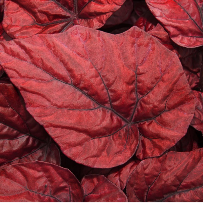 Begonia INCA FLAME [2]