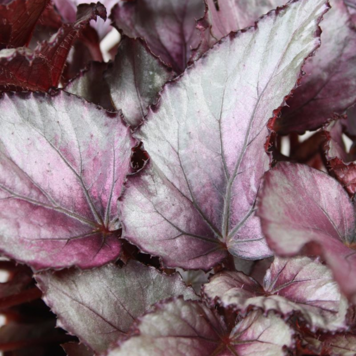 Begonia MAORI HAZE [3]