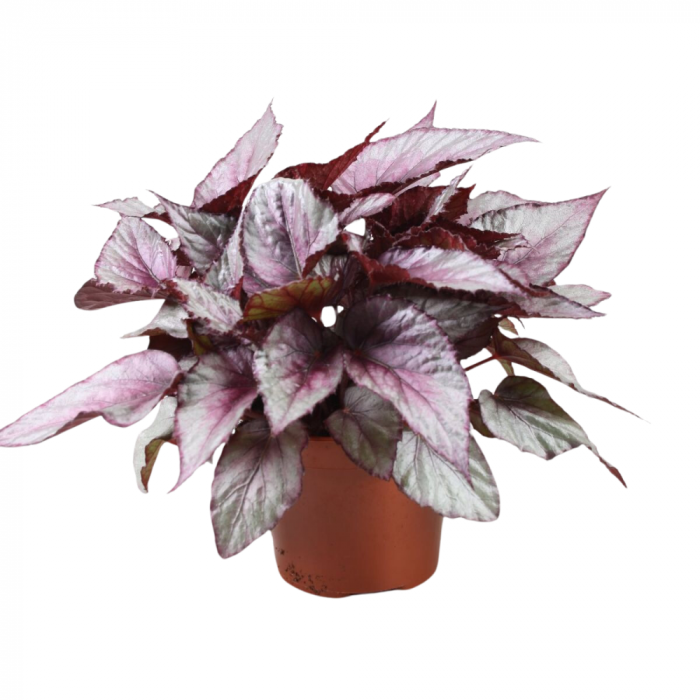 Begonia MAORI HAZE [1]