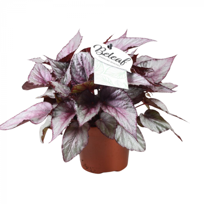 Begonia MAORI HAZE [2]