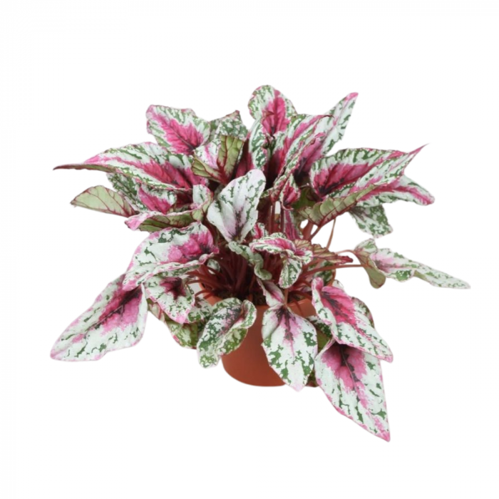 Begonia 'Maui Sunset' [1]