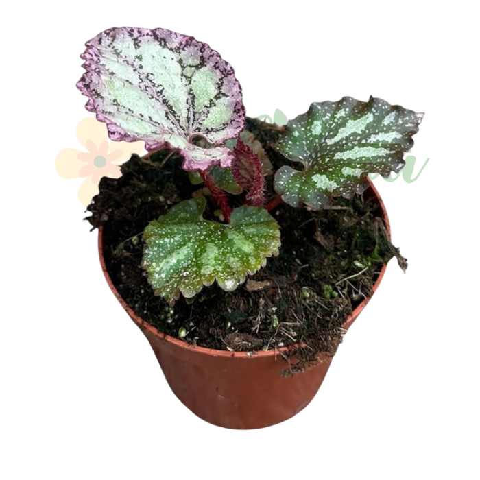 Begonia 'Pink Panther' D8cm — frunze argintate-roz iridescente [4]