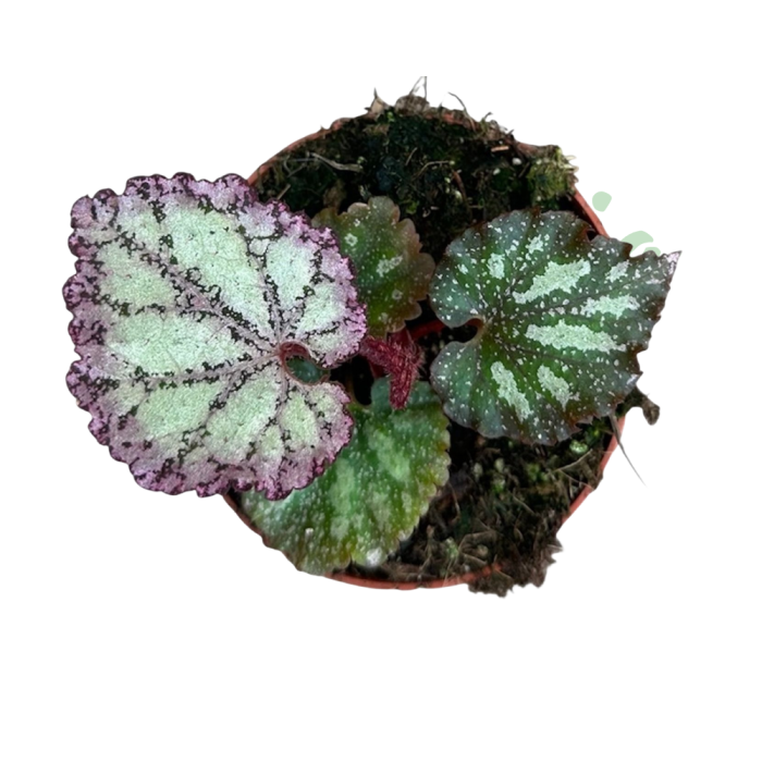 Begonia 'Pink Panther' D8cm — frunze argintate-roz iridescente [3]