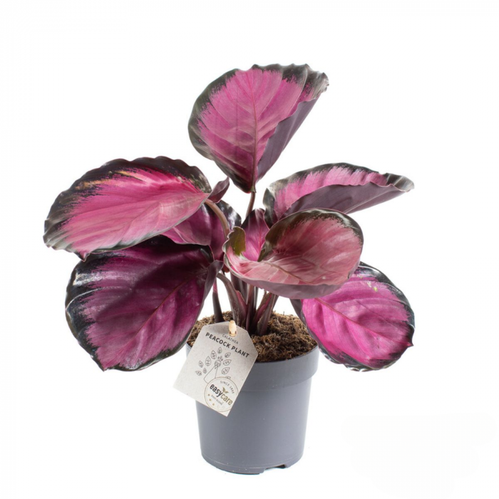 Calathea Roseopicta în ghiveci - frunze mov cu dungi roz [2]