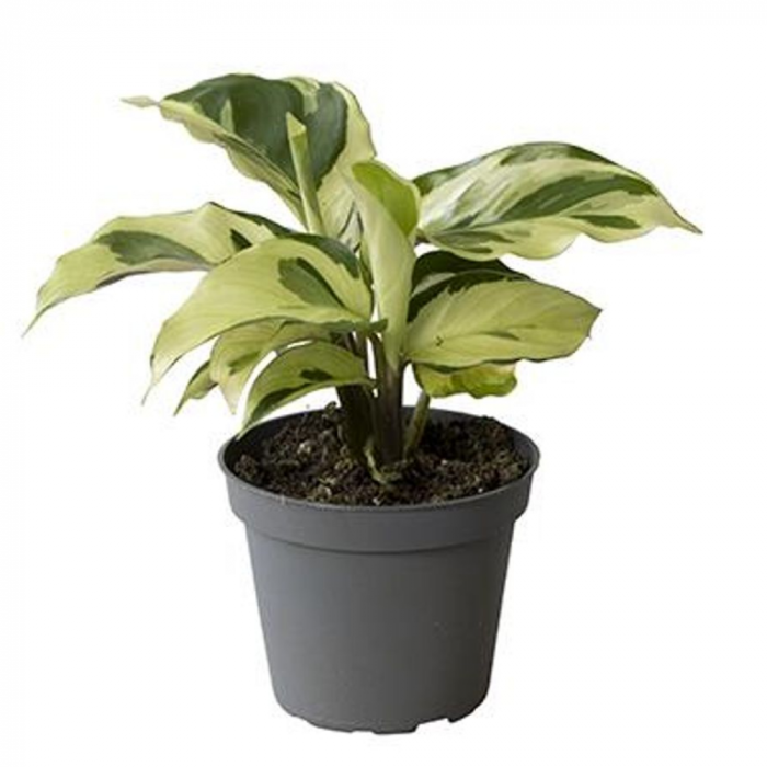 Calathea 'Yellow Miracle' [1]