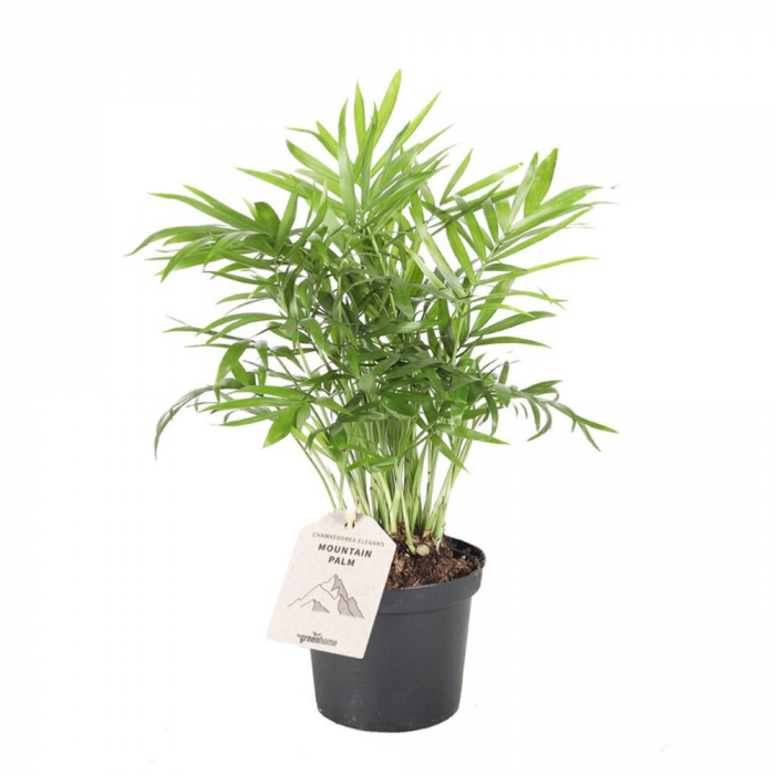 Chamaedorea elegans [1]