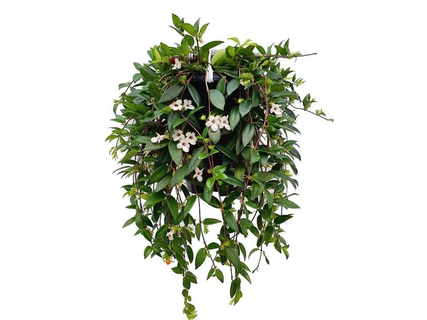 Codonanthe crassifolia plantă epifită cu frunze ceroase și flori albe tubulare [2]