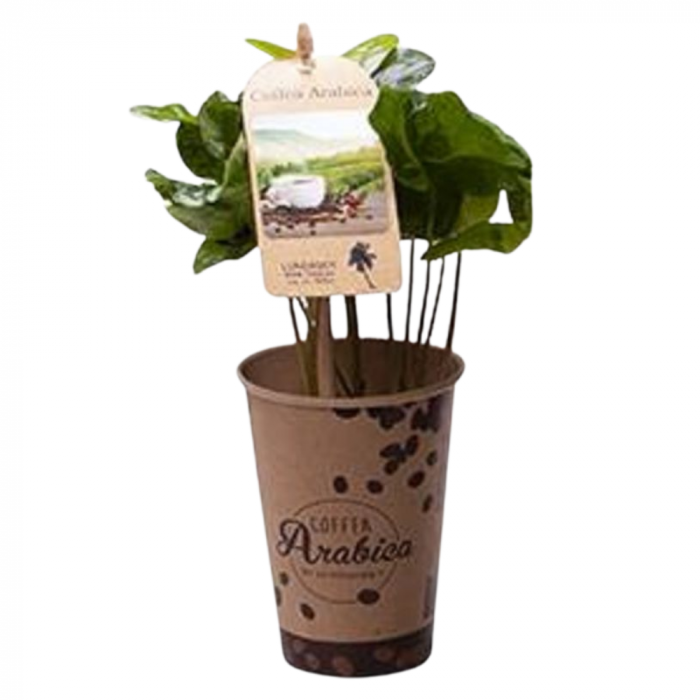 Coffea arabica [1]