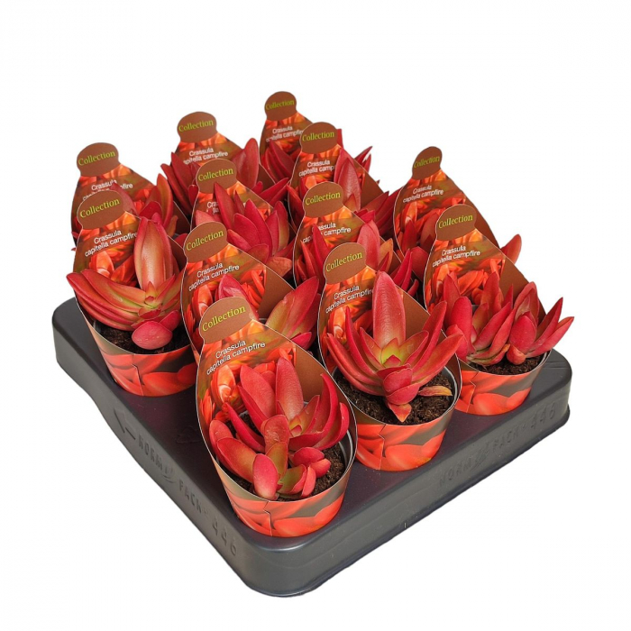 Crassula Campfire în ghiveci – frunze roșu intens, formă compactă [2]