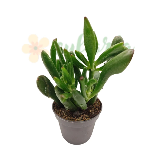 Crassula ovata 'Coral' [3]