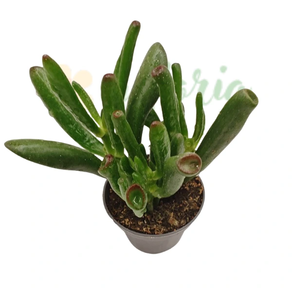 Crassula ovata 'Coral' [4]
