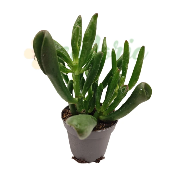 Crassula ovata 'Coral' [2]