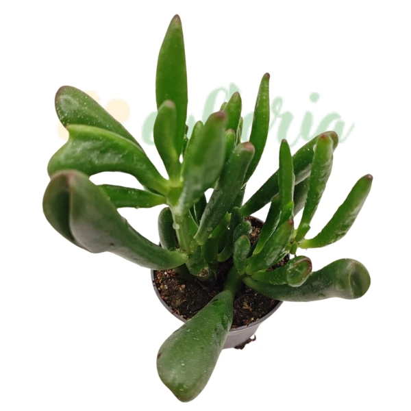Crassula ovata 'Coral' [5]