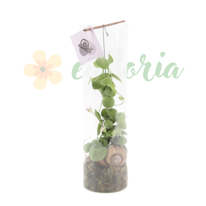 Dischidia platyphylla D11cm — frunze plate epifită [3]