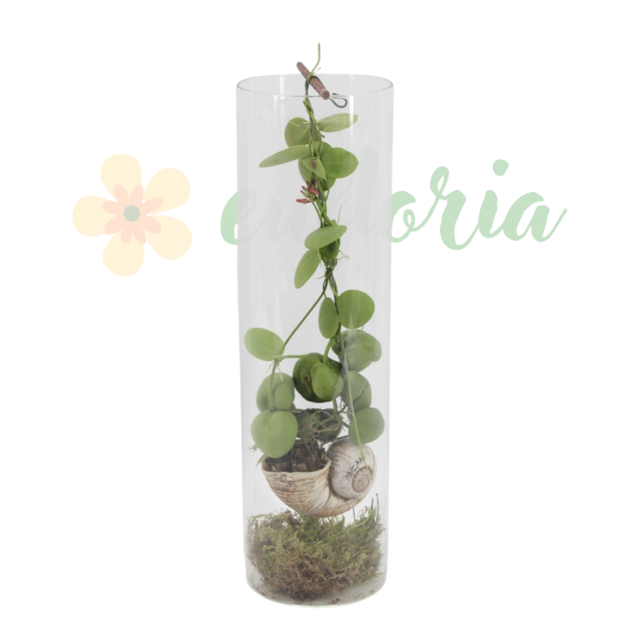 Dischidia platyphylla D11cm — frunze plate epifită [2]