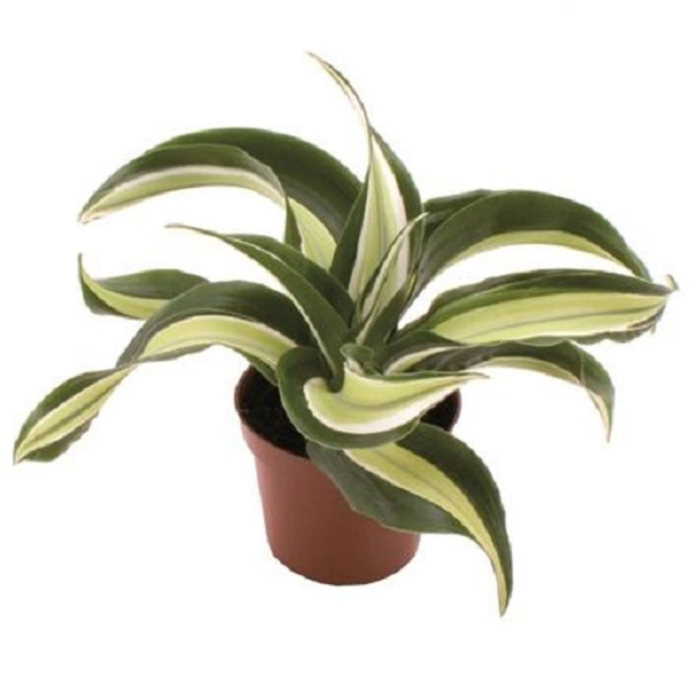 Dracaena fragrans 'Malaika' [1]