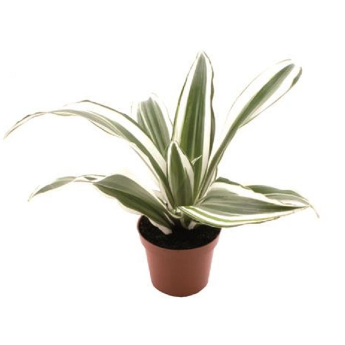 Dracaena fragrans 'White Jewel' [1]