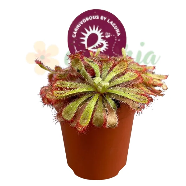 Drosera aliciae (Alice Sundew) – Plantă carnivoră [2]