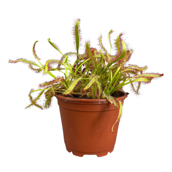 Drosera capensis Cape Sundew — red sticky tentacles, pot Ø 8.5 cm [2]