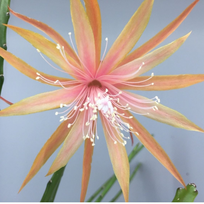 Epiphyllum 'Dietmar Paetz' – Cactusul Orhidee [3]