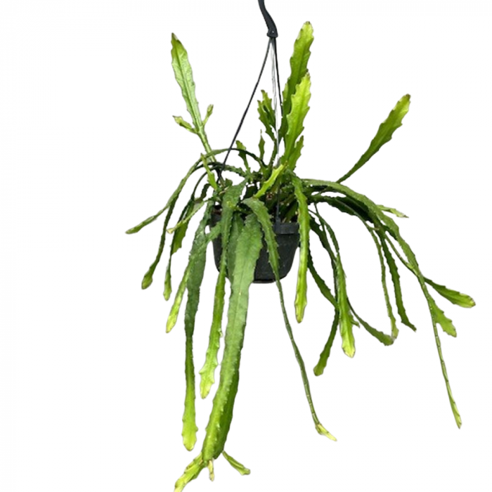 Epiphyllum 'Dietmar Paetz' – Cactusul Orhidee [1]