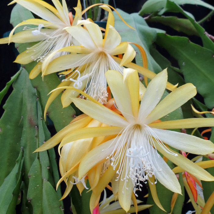 Epiphyllum 'Frühlingsgold' [2]