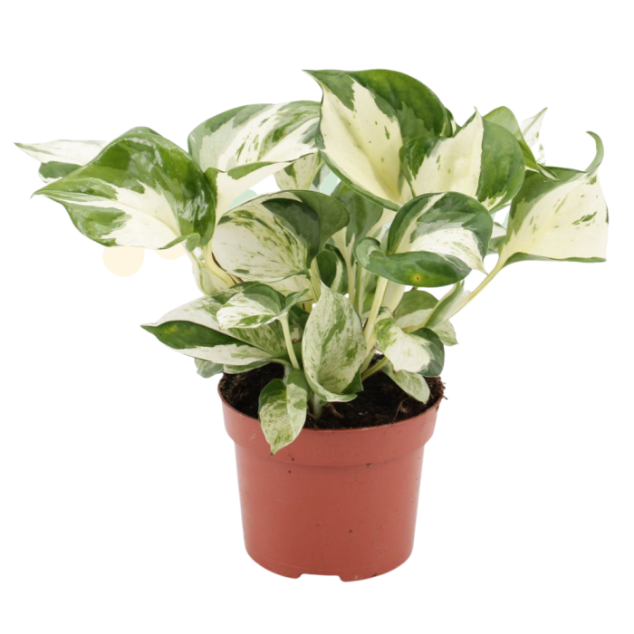 Epipremnum 'Manjula' D12cm — pothos variegat crem-alb [2]