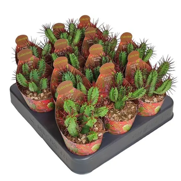 Euphorbia enopla [2]