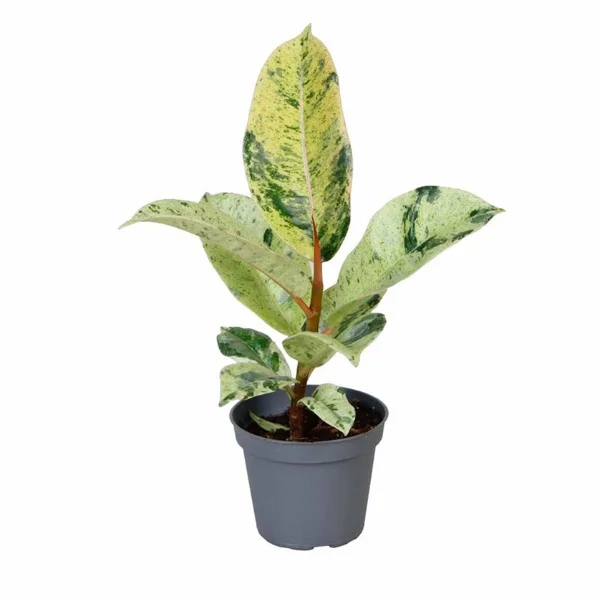 Ficus elastica 'Shivereana' [1]