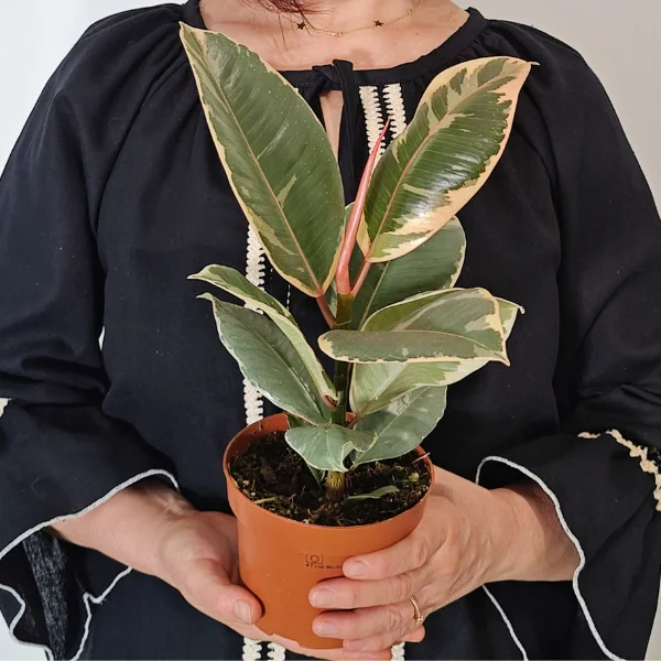 Ficus elastica Tineke - arbore de cauciuc variegat cu frunze mari verde, crem și roz [2]