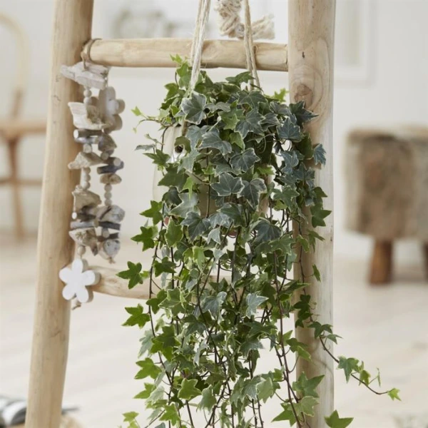Hedera helix 'Esther' [2]